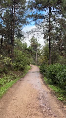POV walking shot moving along a wet dirt path in a tall pine forest under a cloudy sky