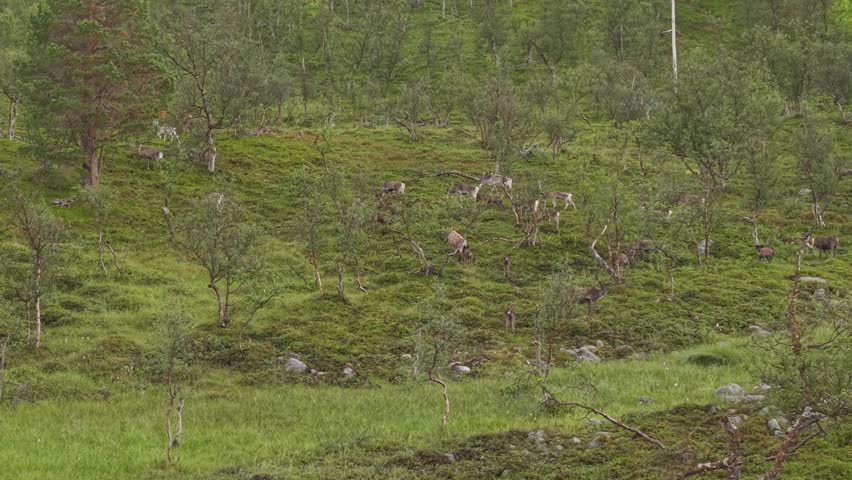 A Small Herd of Reindeer Walks Steadily Across a Green Hillside Dotted With Sparse Trees in Finnmark, Norway - Wide Shot