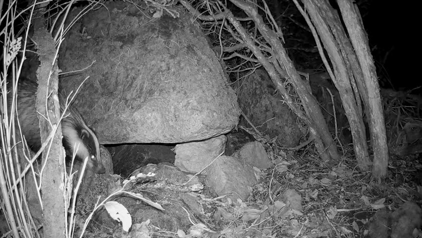 European badger (Meles meles) walks by. Night shot with a trail camera. Saaremaa, Estonia.