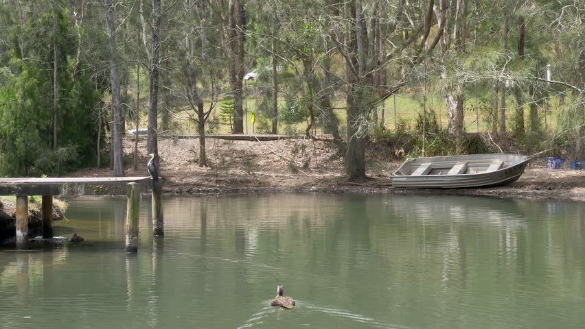 Slow motion landscape of ducks swimming in pond lake water system with bird perched on wharf pier jetty and boat docked along river embankment in the background in NSW Australia nature and tourism
