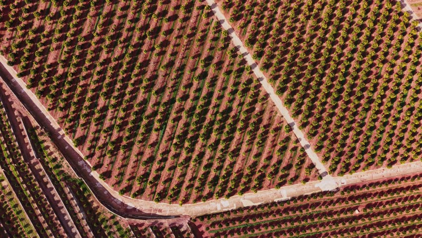 Rows of green plants stretch across the land in a vineyard in Spain. Sunlight covers the scene as pathways wind between the plants. This area is busy with growth and farming work.