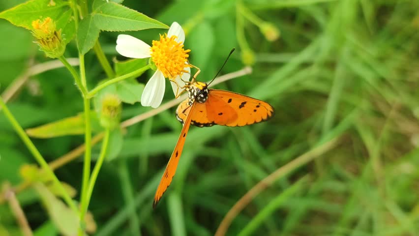 Orange butterfly resting on a daisy flower, showing delicate wings, natural pollination moment, and beautiful interaction between insect and flower in sunlight.