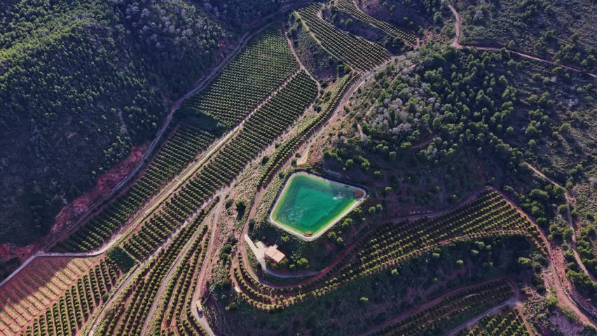 A view of green vineyards spread across hills in Spain. A water reservoir is located in the center of the fields. The scene shows bright sunlight and clear skies in the daytime.