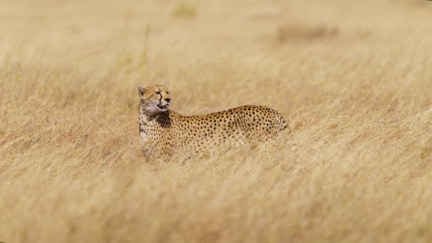 Cheetah mum calling for her cub in the bushes under the African sun
