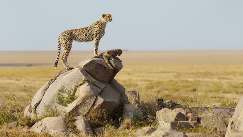 A cheetah mother with her four cubs standing on a rock in the middle of African savanna