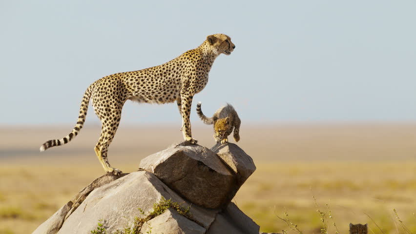 A cheetah mother with her four cubs standing on a rock in the middle of African savanna
