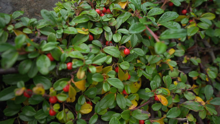 Closeup green groundcover with red berries, damp forest floor with low evergreen shrub, scattered yellow leaves and thin twigs, dew droplets glistening