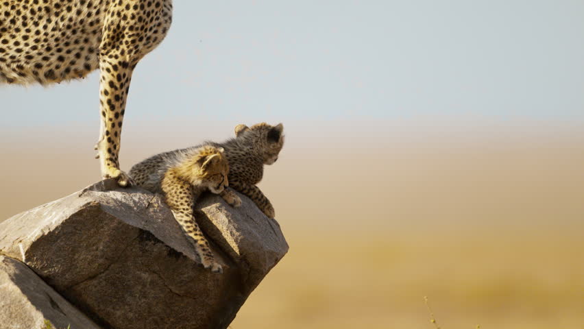 A cheetah mother with her four cubs standing on a rock in the middle of African savanna
