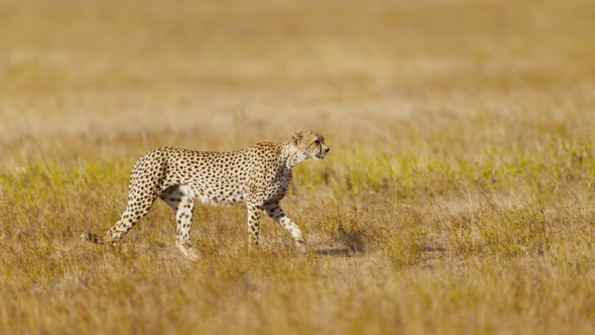 Cheetah mum walking in the golden hour in African bushes with her four cubs