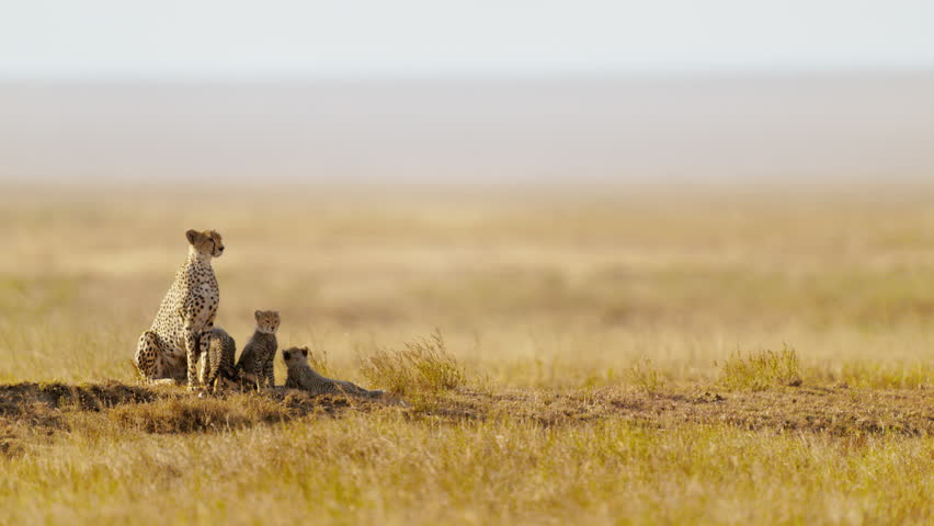 A cheetah mum with her four cubs resting in the African savanna under the golden hour sun