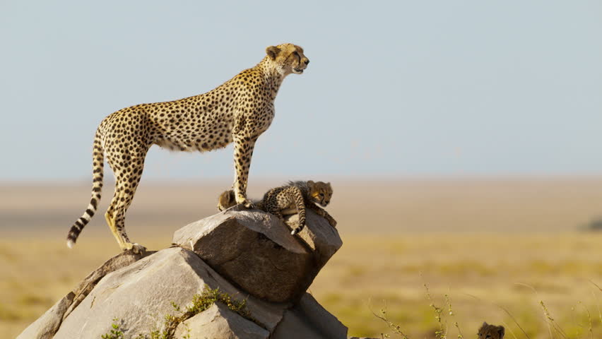 A cheetah mother with her four cubs standing on a rock in the middle of African savanna