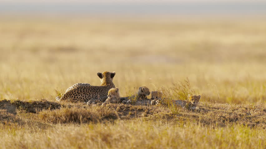 A cheetah mum with her four cubs resting in the African savanna under the golden hour sun