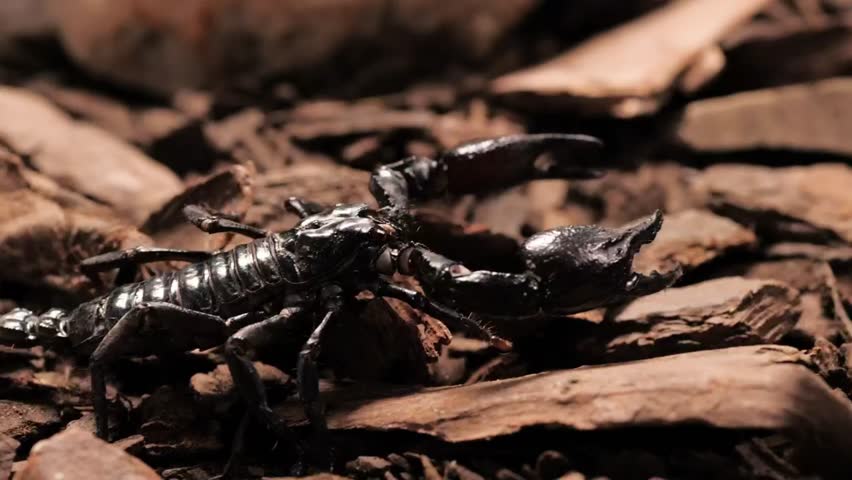 A black scorpion walks on a piece of wood