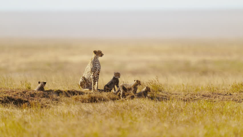 A cheetah mum with her four cubs resting in the African savanna under the golden hour sun