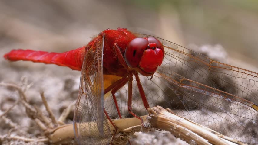 A red dragonfly is in nature