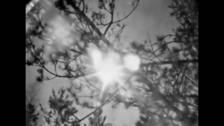 Close up, Sunlight shining through pine tree branches in summer forest. Sunny coniferous background. Warm sunlight filters through evergreen needles. Old film. Archival retro 1970s. Vintage archive