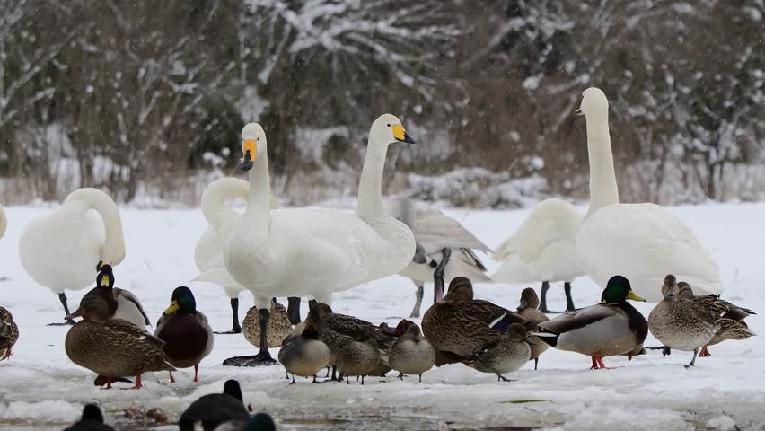 Whooper swans relaxing on the snow. 