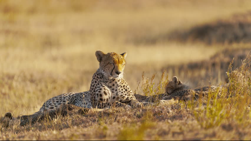 A cheetah mum with her four cubs resting in the African savanna under the golden hour sun