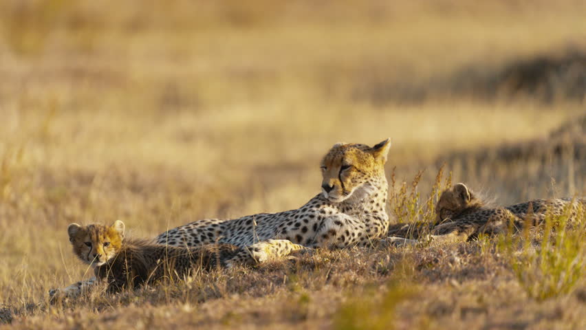 A cheetah mum with her four cubs resting in the African savanna under the golden hour sun
