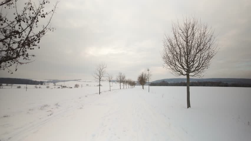 Winter tree alley with bare branches, snowy landscape under cloudy sky.
Peaceful walk through nature in cold and overcast conditions.