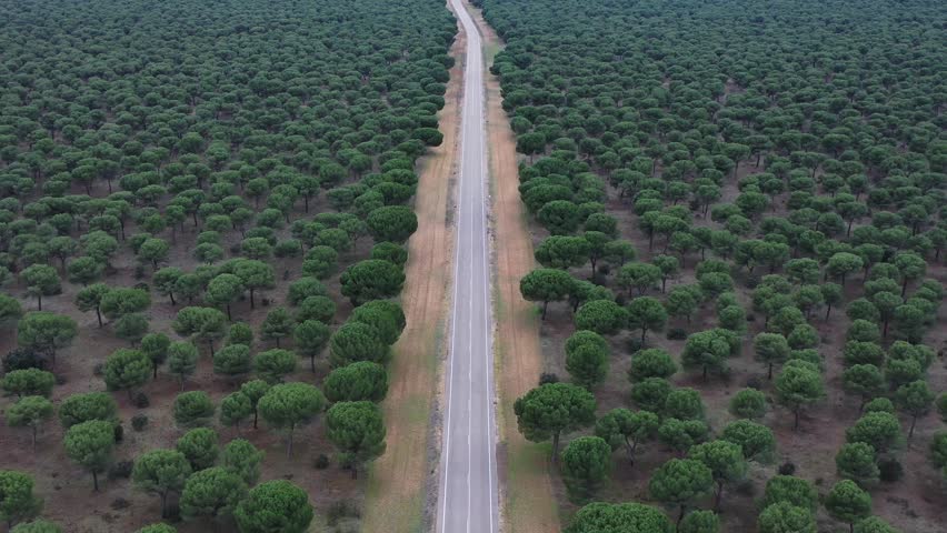 Ascending aerial pullback revealing vast pine forest landscape and rural road