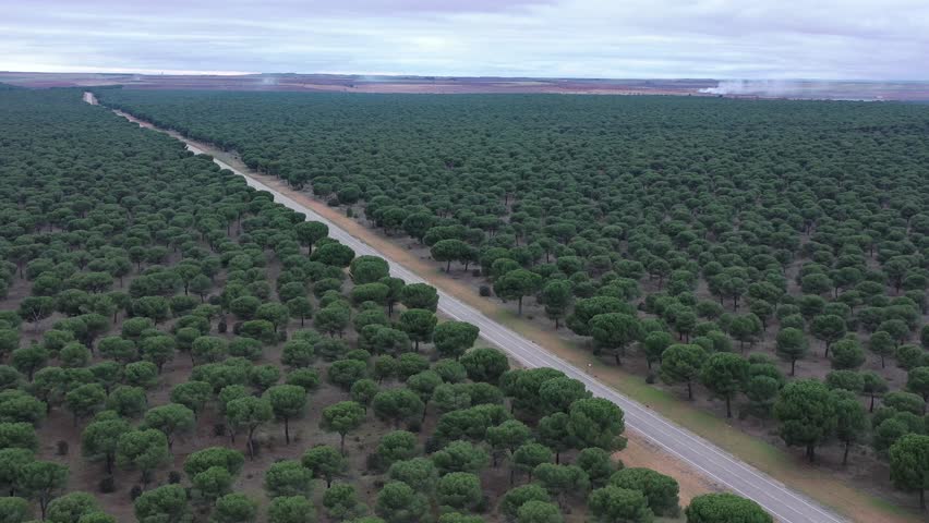 Low altitude aerial over pine forest with diagonal secondary road crossing landscape