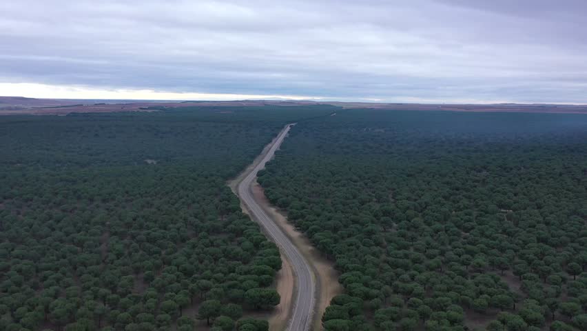Aerial view of winding secondary road through flat pine forest landscape