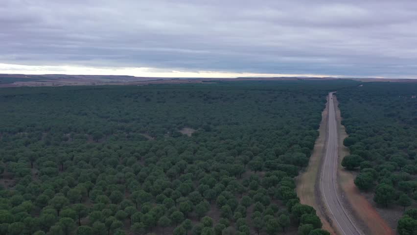 High altitude aerial view of vast pine forest with distant rural road