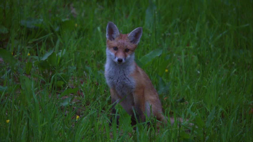 young fox sitting uncertain on meadow at dusk