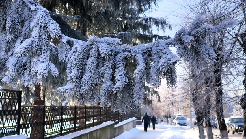 A serene winter landscape featuring snow-laden pine branches framing the view. The foreground showcases thickly covered evergreens, while the background reveals a quiet park path with pedestrians, par