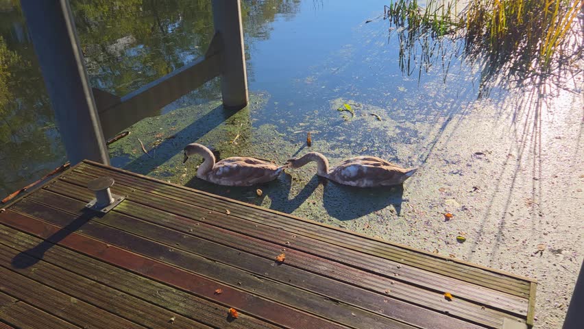 Serene Waterside Scene with Young Swans at a Peaceful Lake Dock