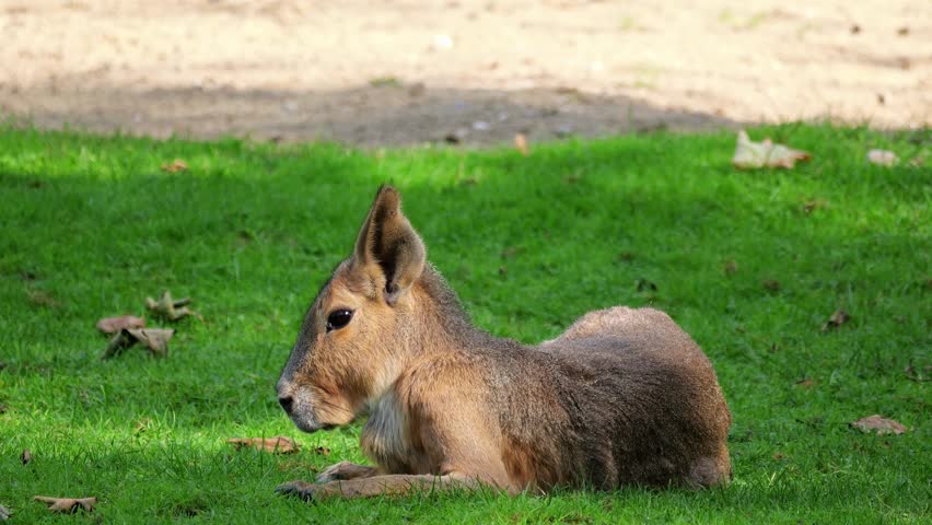 Patagonian Mara, Dolichotis patagonum. These large relatives of guinea pigs are common in the Patagonian steppes of Argentina but live in other areas of South America as well such as Paraguay.