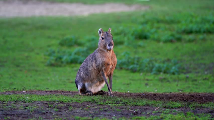 Patagonian Mara, Dolichotis patagonum. These large relatives of guinea pigs are common in the Patagonian steppes of Argentina but live in other areas of South America as well such as Paraguay.