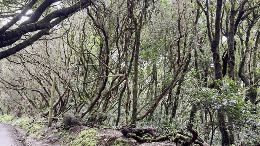 Peaceful Ancient Laurel Forest in Parque Rural de Anaga, Tenerife