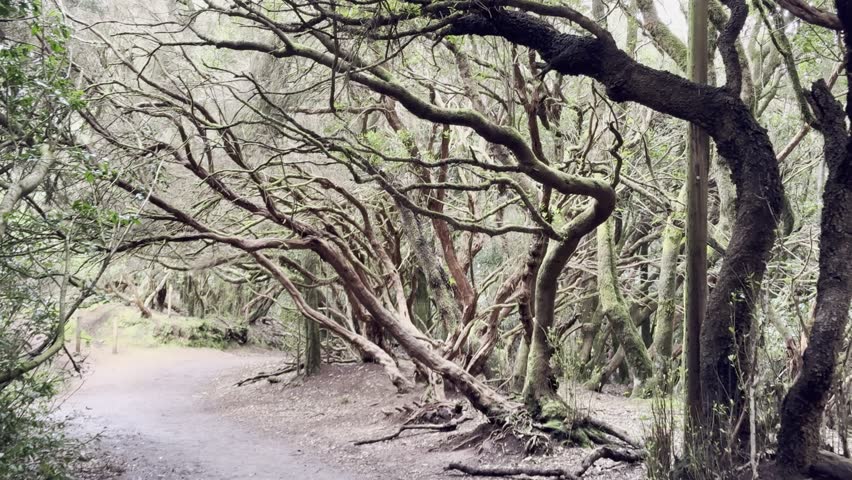 Walking Along Laurel Forest Trail in Parque Rural de Anaga, Tenerife