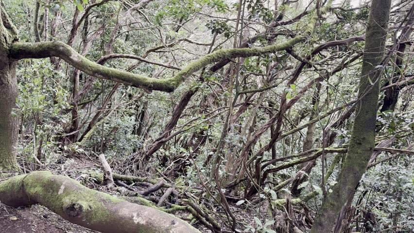 Ancient Laurel Trees in Parque Rural de Anaga, Tenerife