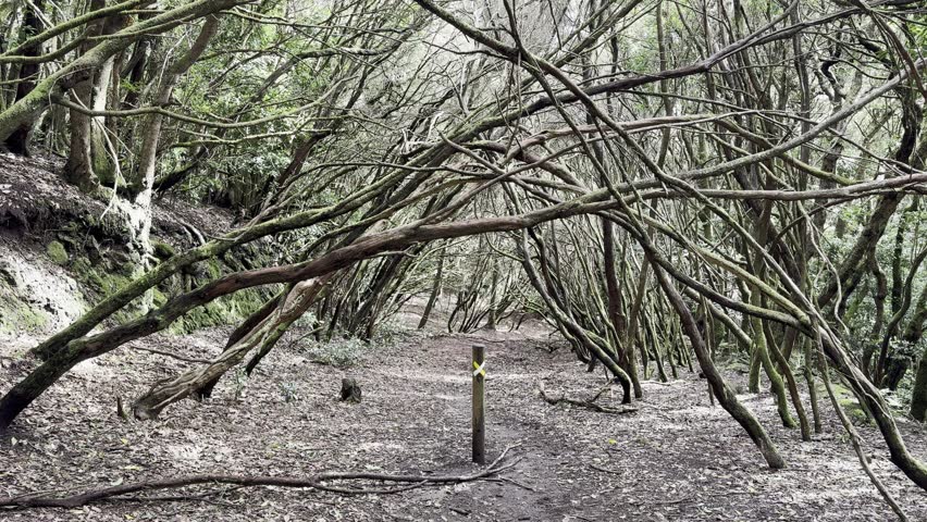 Peaceful Ancient Laurel Forest in Parque Rural de Anaga, Tenerife