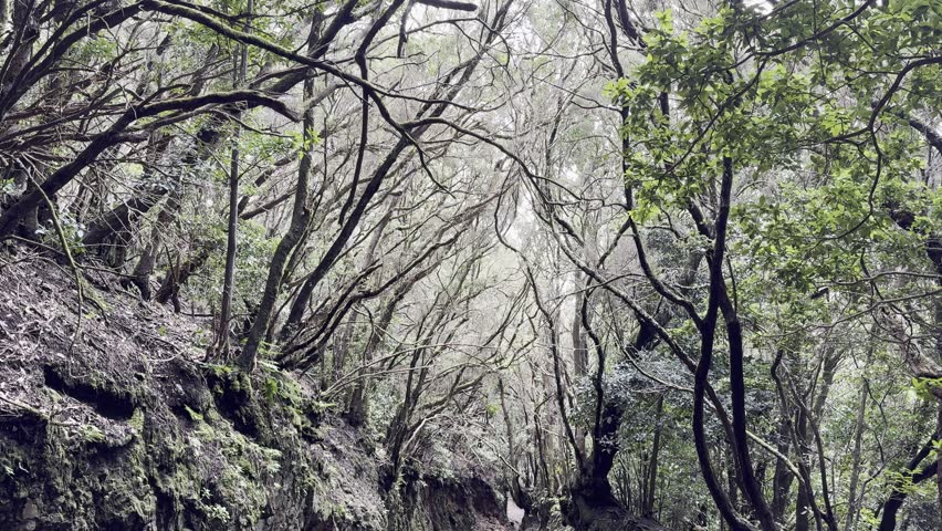 Cinematic Winter View of Laurel Forest Trail in Parque Rural de Anaga