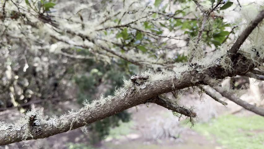 Ancient Laurel Trees in Parque Rural de Anaga, Tenerife