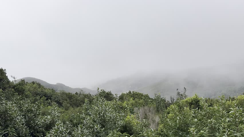 Foggy and Rainy Winter View in Parque Rural de Anaga, Tenerife