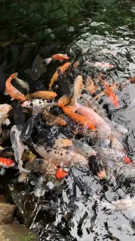 Colorful Koi fish swarm swimming in dark fresh water pond