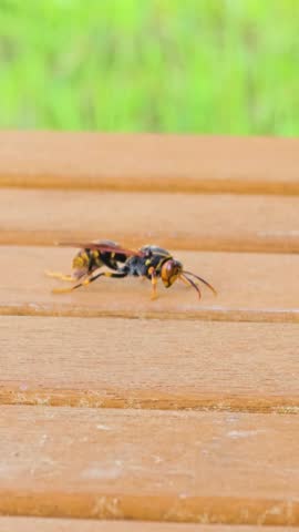 Wasp resting on wooden deck