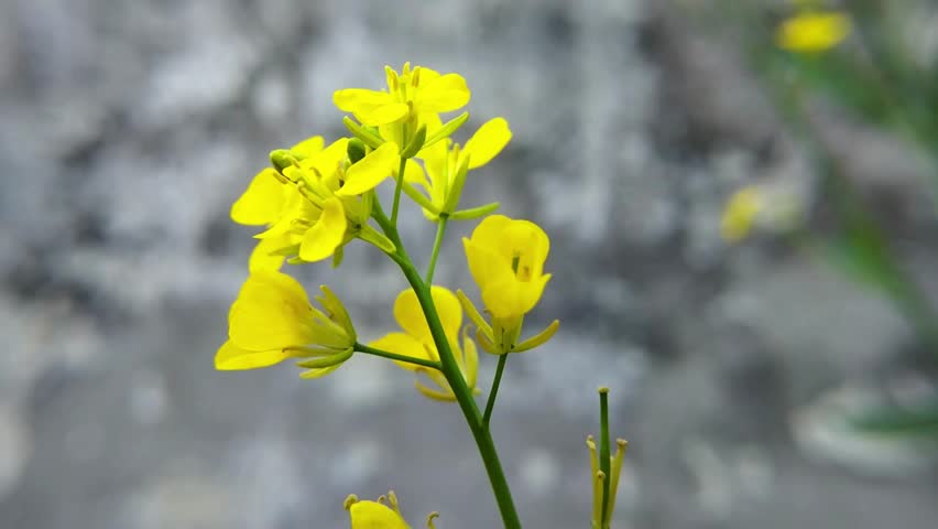 Close Up View Of Mustard Flowers