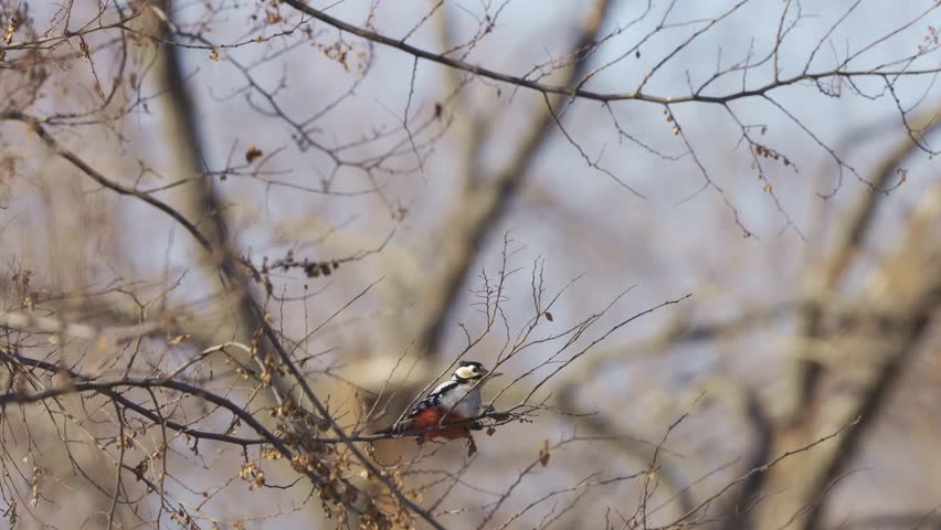 Great Spotted Woodpecker Foraging on Slender Chinese Elm Branch 4K HDR