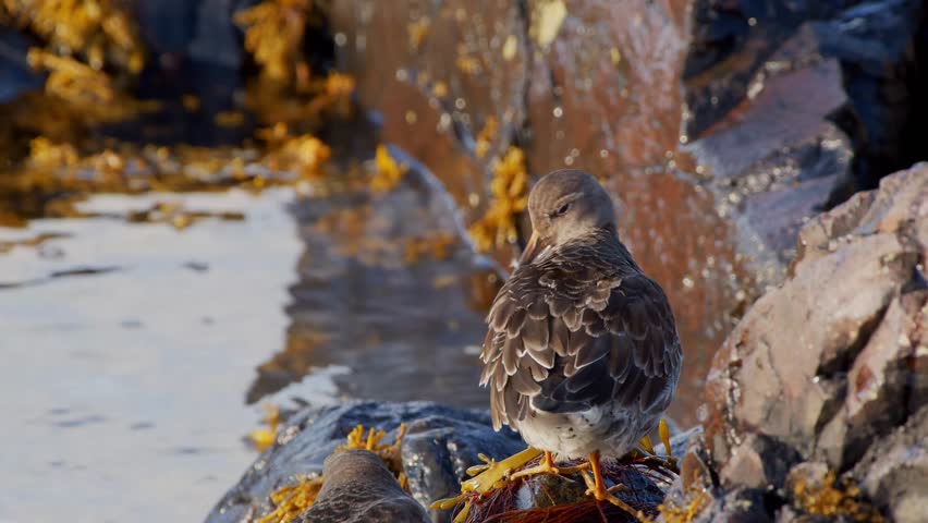 A close-up shot of a Purple Sandpiper (Calidris maritima) perched on dark, wet volcanic rocks and golden seaweed along the Icelandic shore. The bird is viewed from behind, showin