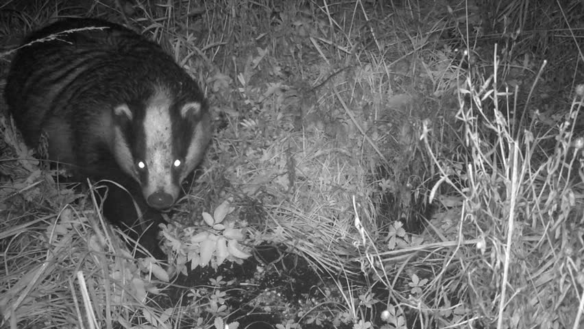 European badger (Meles meles) looks into the camera and then moves on. Night shot with a trail camera. Saaremaa, Estonia.