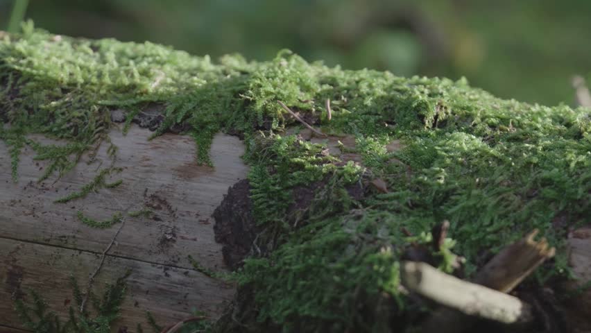Moss on a log, close up macro footage