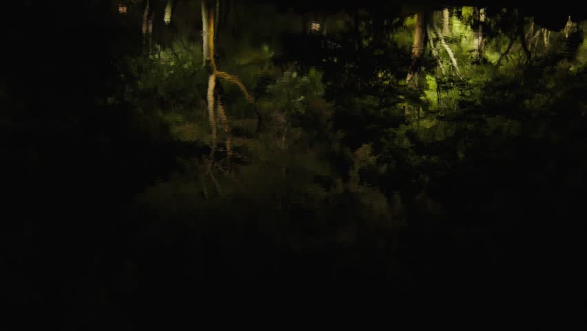 Dark Night Forest Scene with Illuminated Trees and Shadows