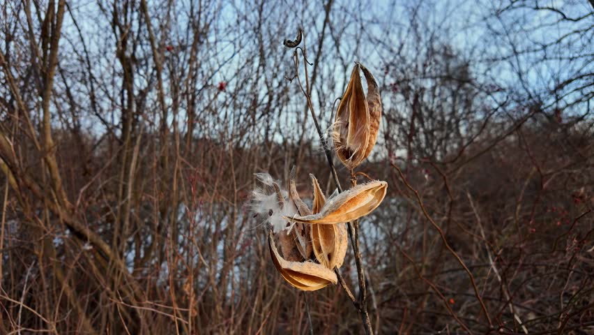 Milkweed pods opening and releasing seeds, providing essential habitat and food for monarch butterflies, Crosswinds Marsh, New Boston, Michigan
