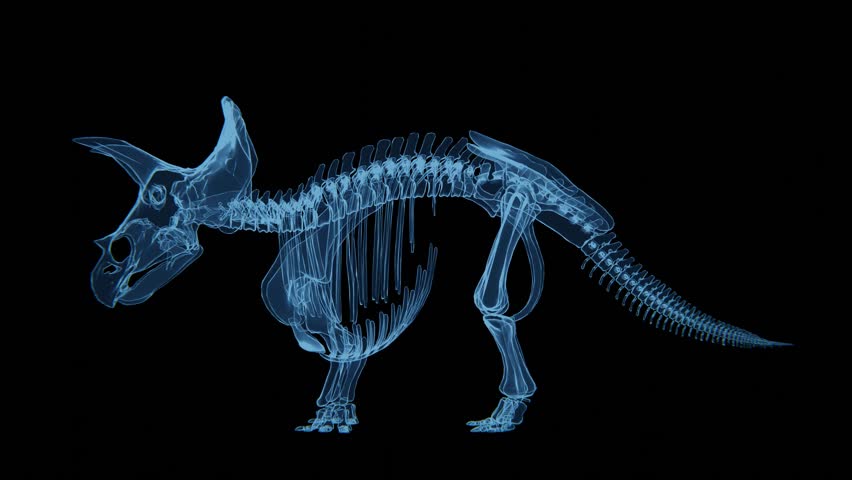 Triceratops Skeleton Hologram | Triceratops Skeleton Xray video in 4K